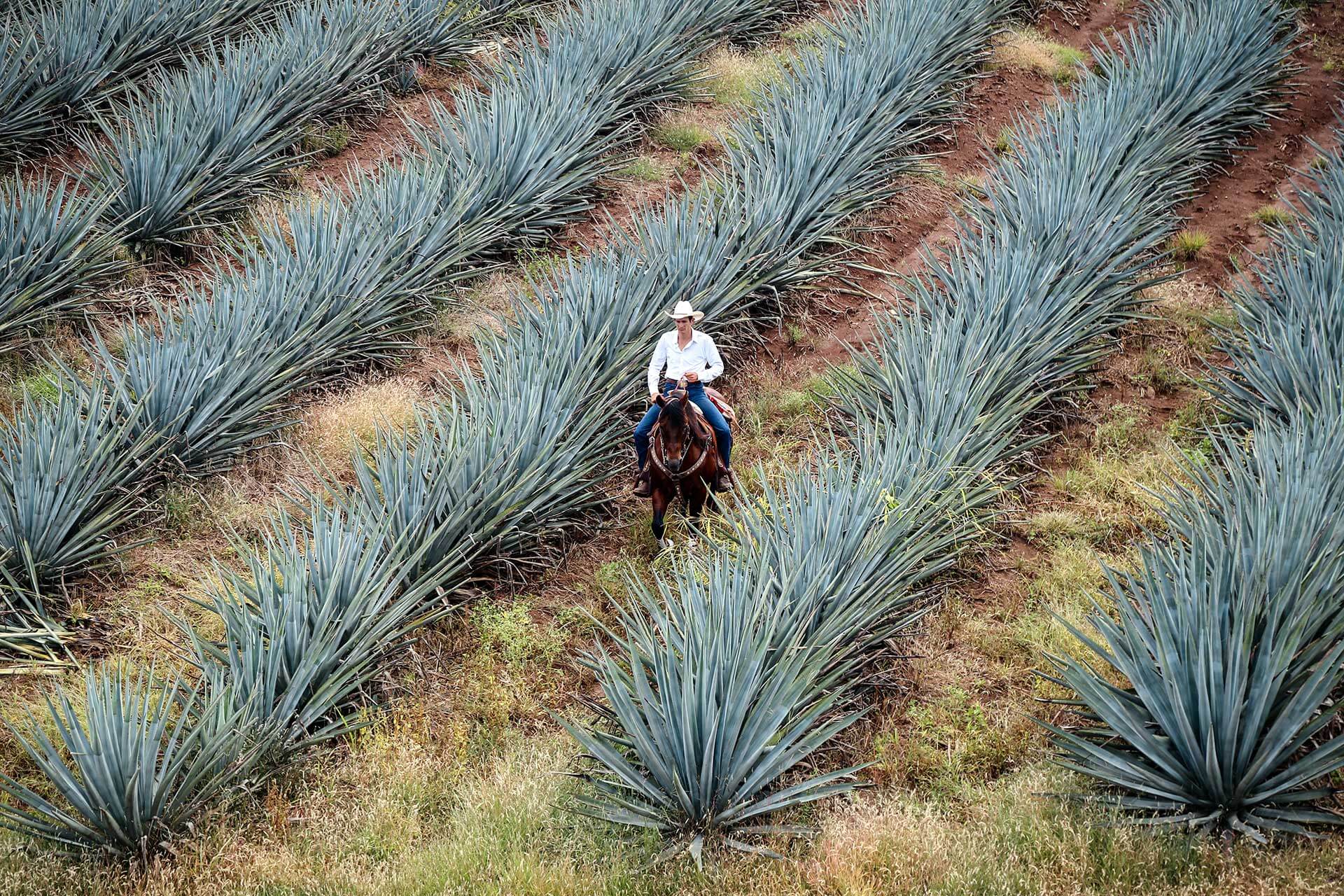 Man riding a horse through an agave field.