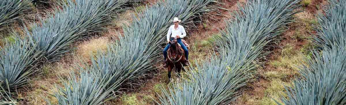 Man riding a horse through an agave field.