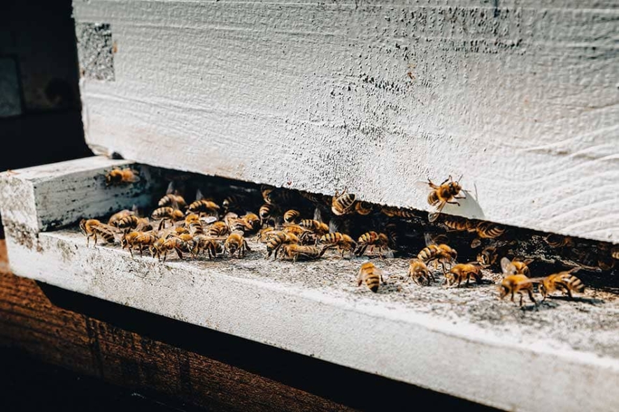Bee hive at Miellerie King Distillery.